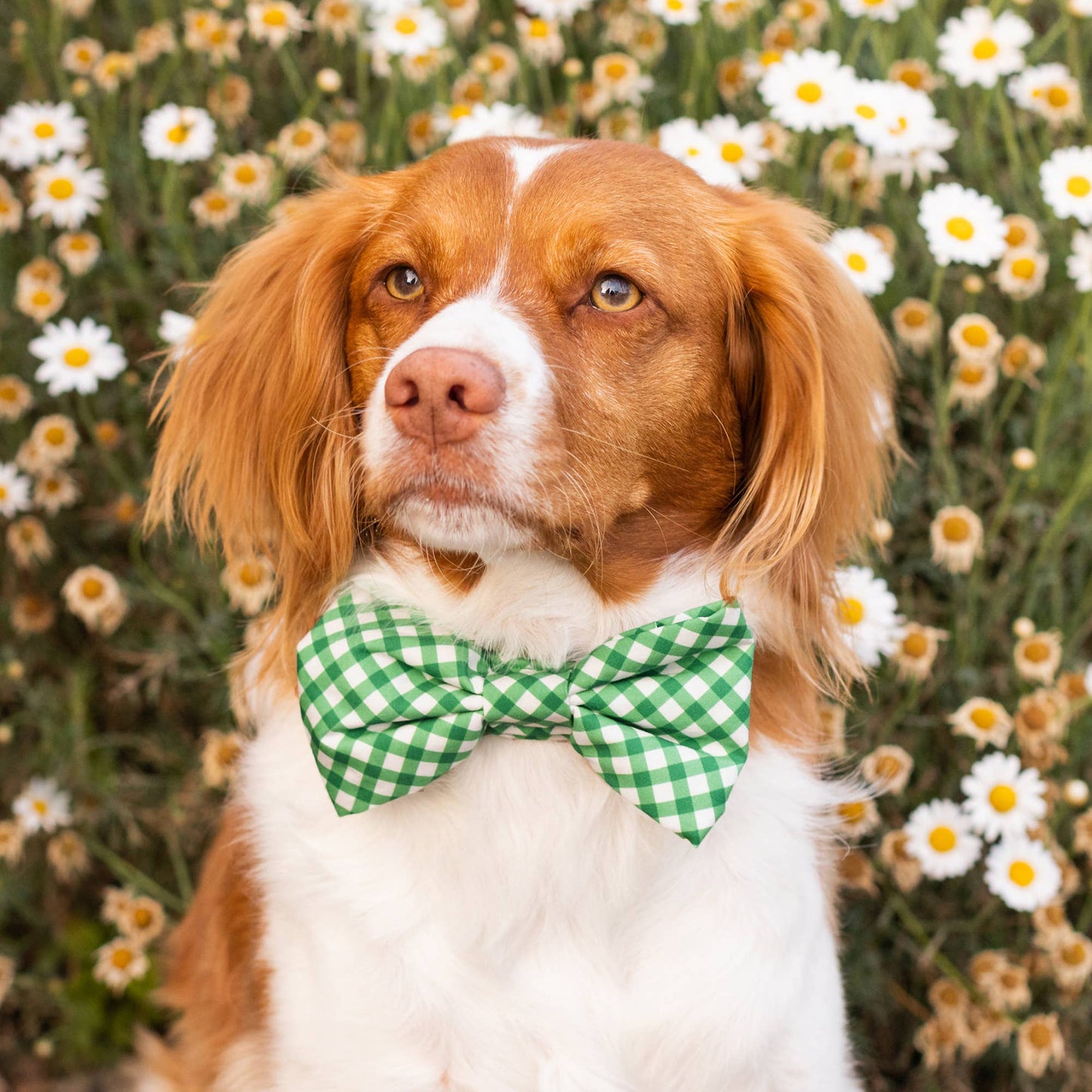 Grass Gingham Dog Bow Tie