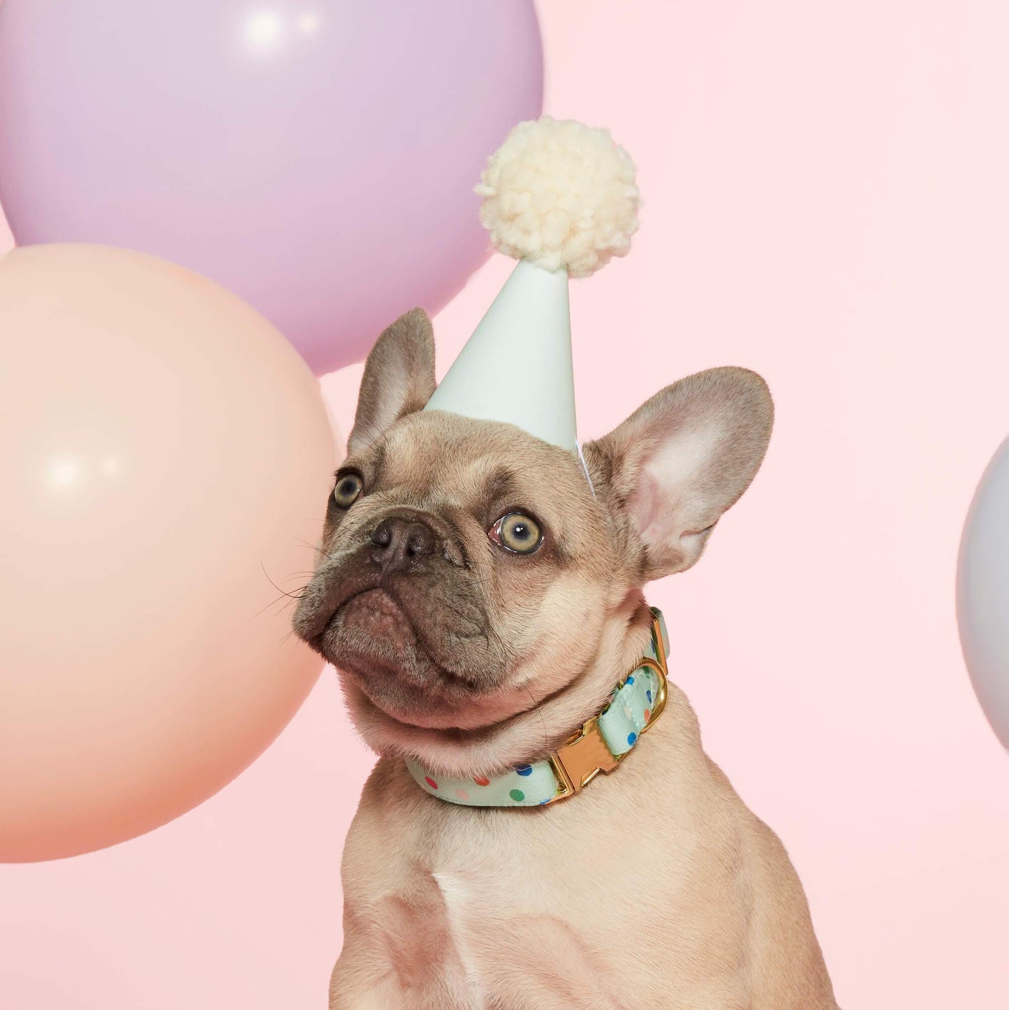 Confetti Dots Birthday Dog Collar