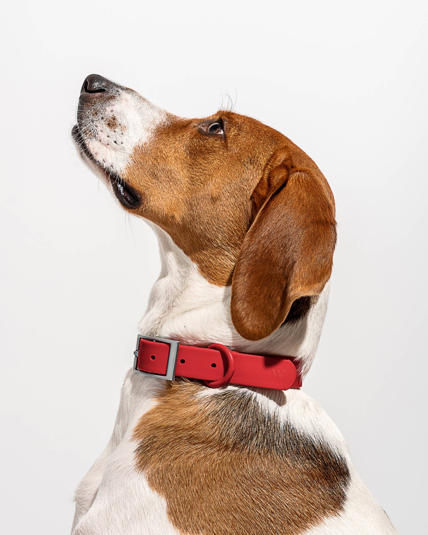 Adjustable Waterproof Fashion Dog Collar