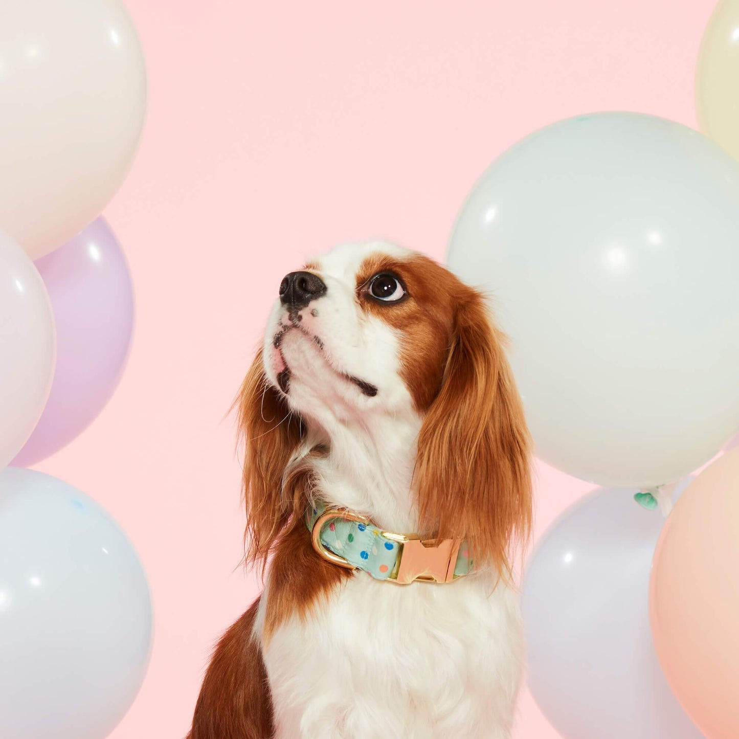 Confetti Dots Birthday Dog Collar