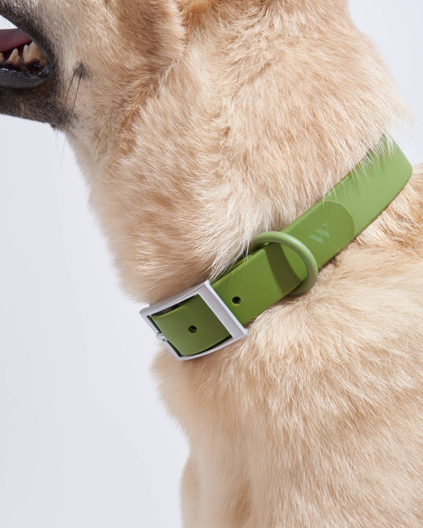 Adjustable Waterproof Fashion Dog Collar