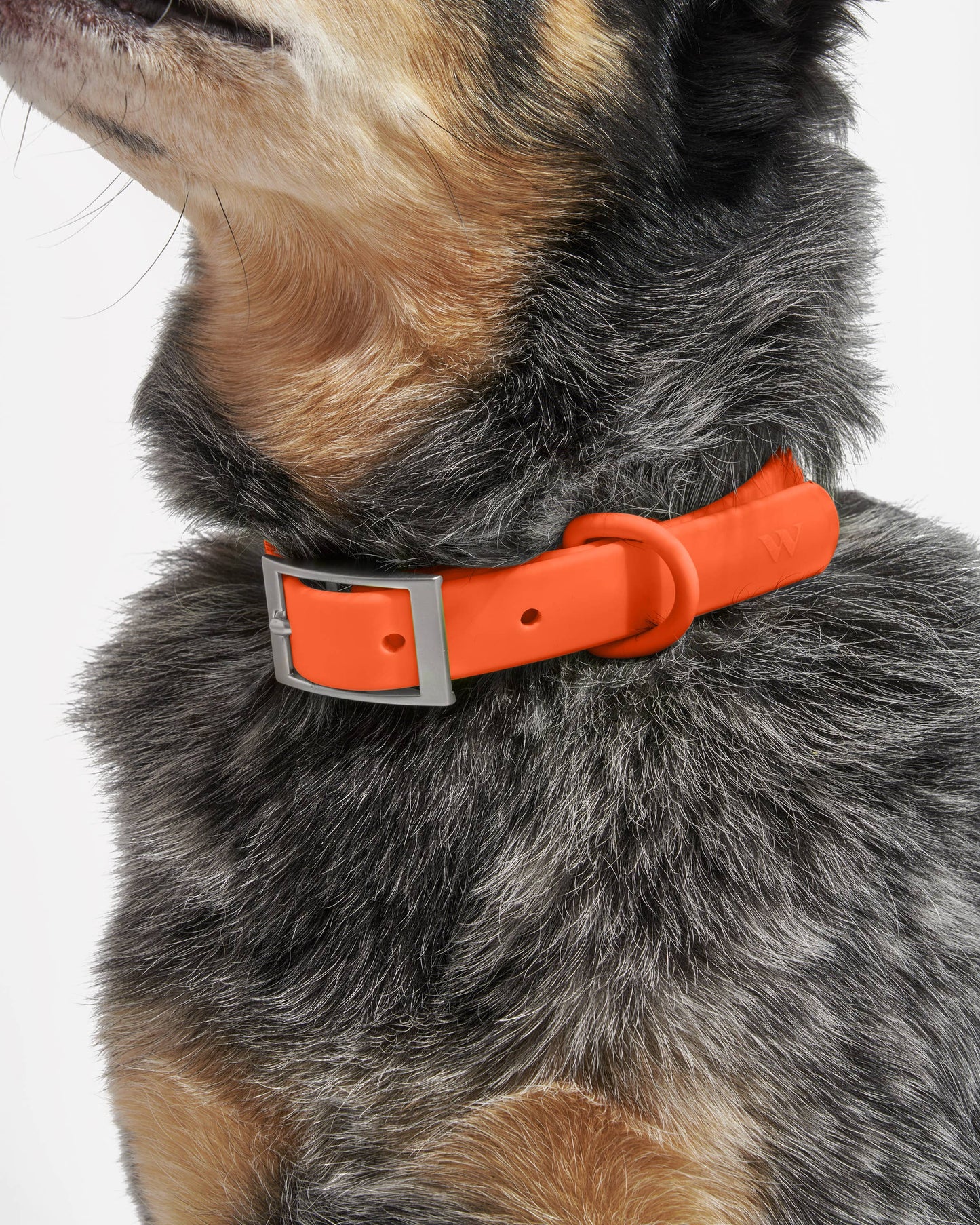 Adjustable Waterproof Fashion Dog Collar