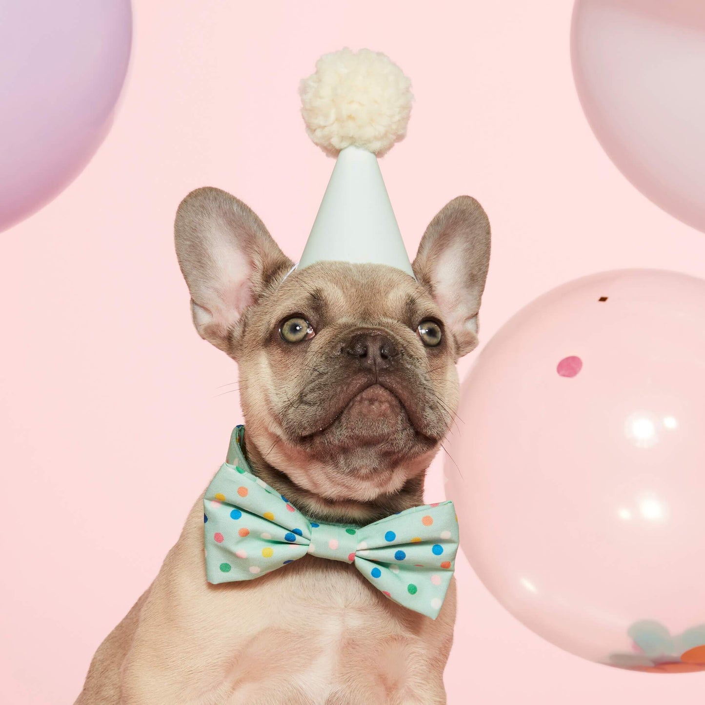 Confetti Dots Dog Bow Tie