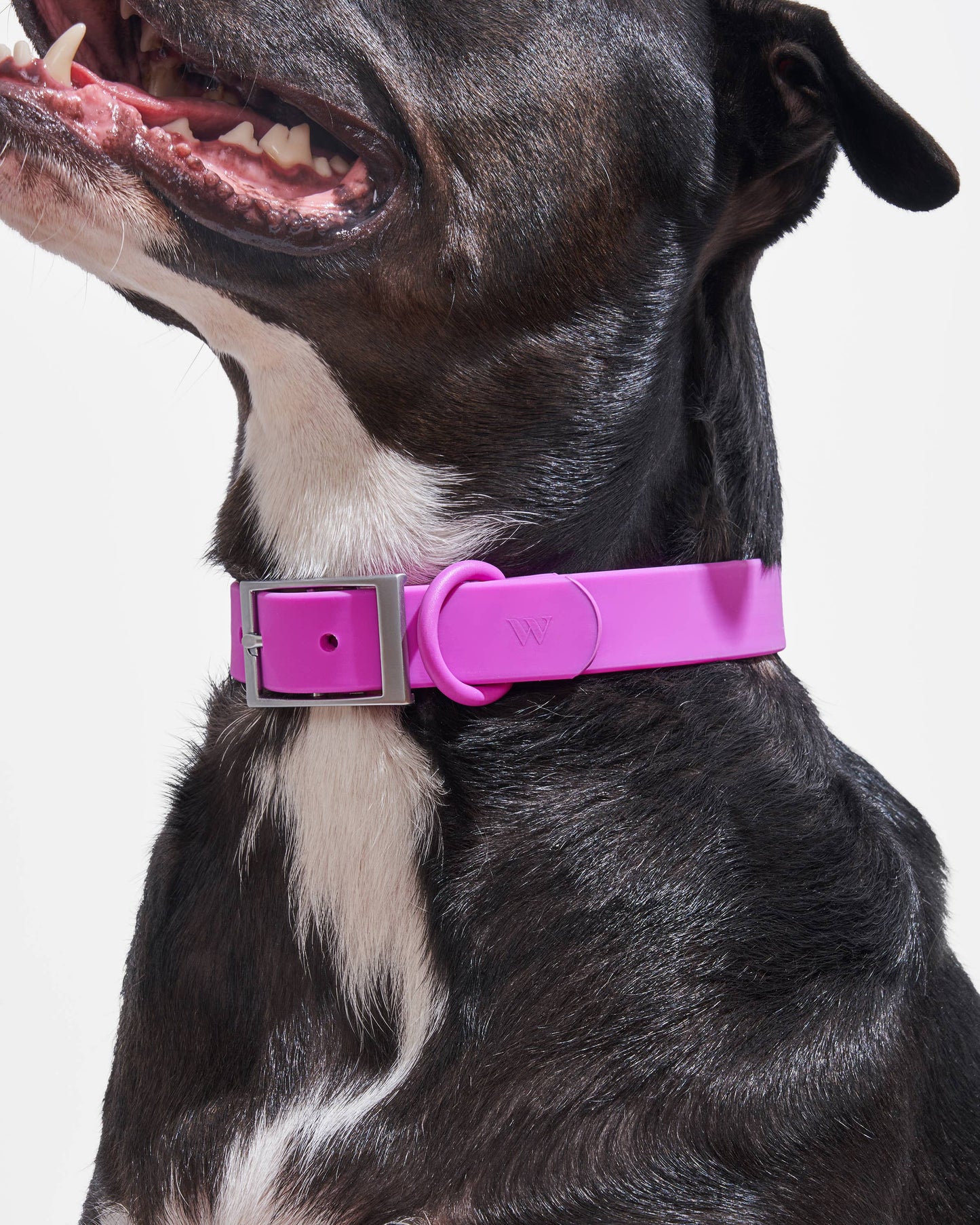 Adjustable Waterproof Fashion Dog Collar