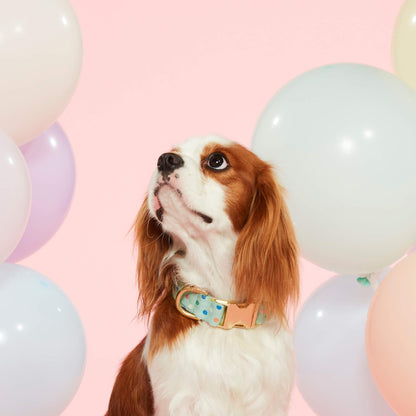 Confetti Dots Birthday Dog Collar