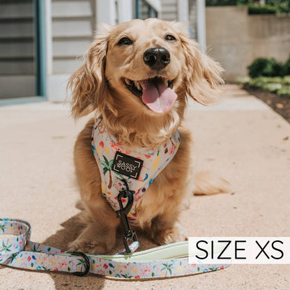 Two Piece Dog Bundle - Beach, Please